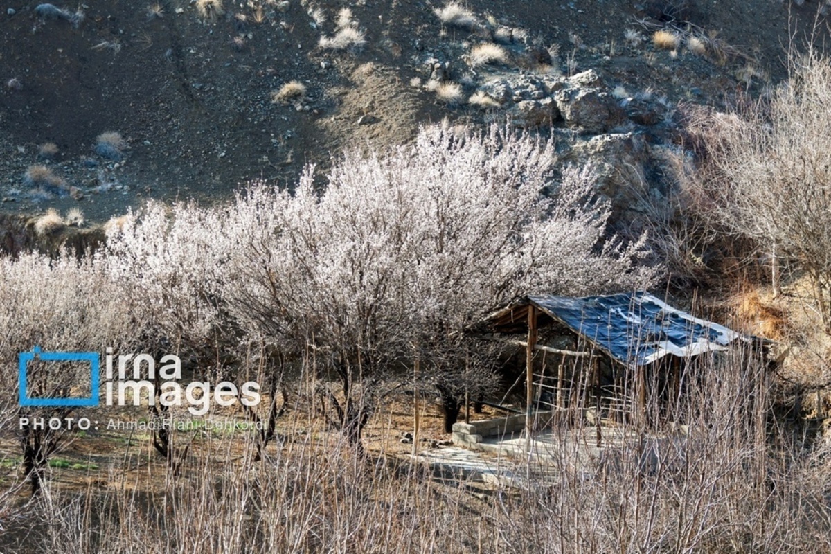 شکوفههای زیبای بهاری در چهارمحال و بختیاری شکوفههای زیبای بهاری در چهارمحال و بختیاری