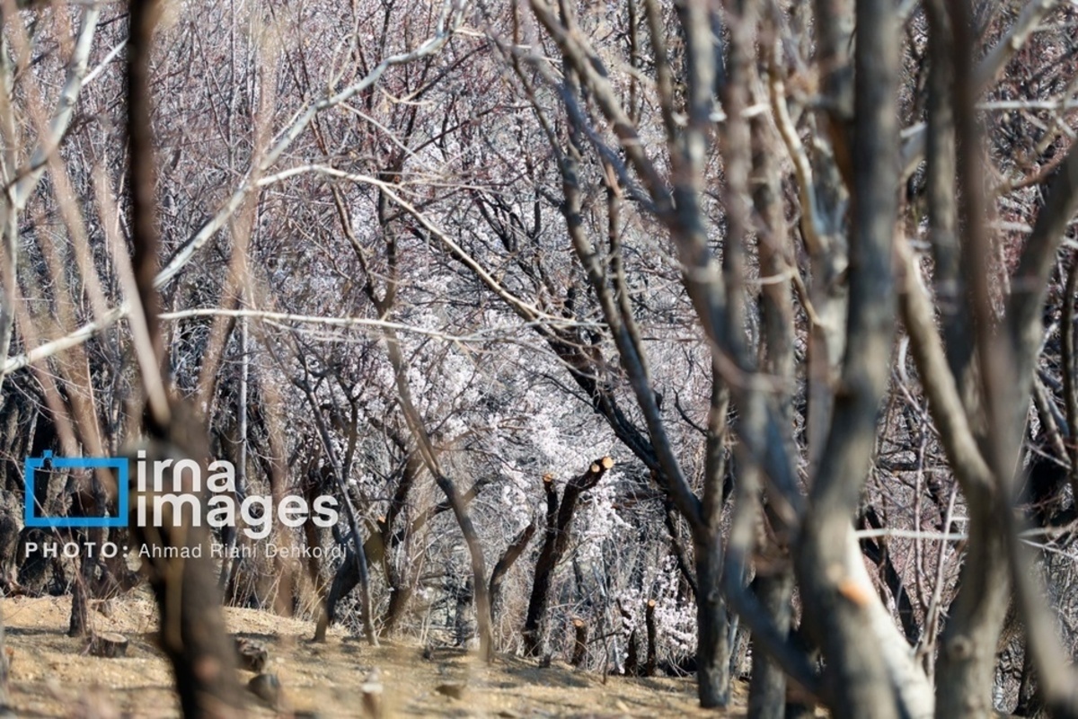 شکوفههای زیبای بهاری در چهارمحال و بختیاری شکوفههای زیبای بهاری در چهارمحال و بختیاری