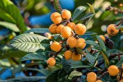 ازگیل و خواص شگفت انگیزش