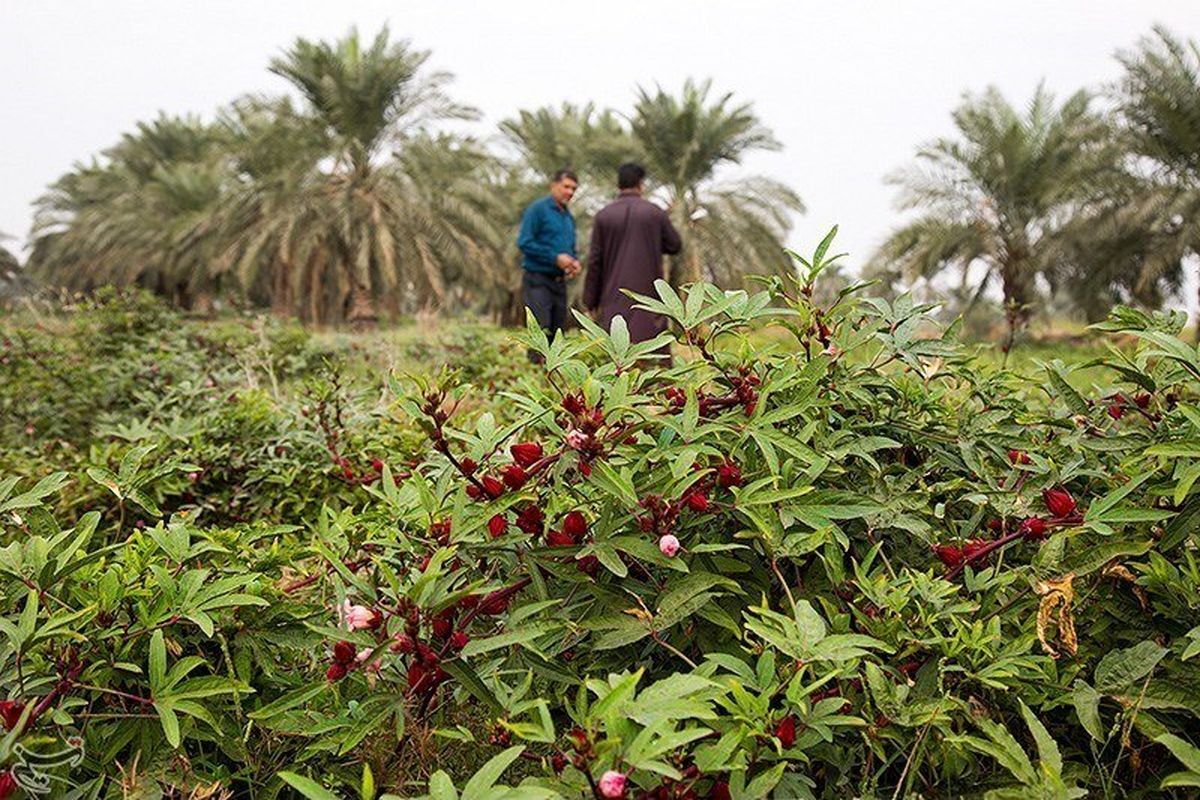 خواص چای ترش