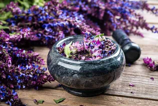 خواص دارویی و غذایی مریم گلی + نحوه استفاده و عوارض