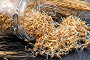 کند کردن روند پیری با جوانه گندم