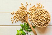 سویا، پروتئینی ویژه برای گیاه خواران