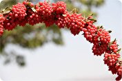 زرشک و تاثیر آن در سم زدایی از بدن