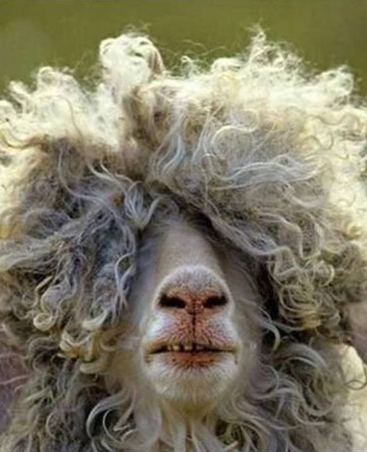 عکس/ ترلان پروانه خودش را شبیه ببعی کرد!