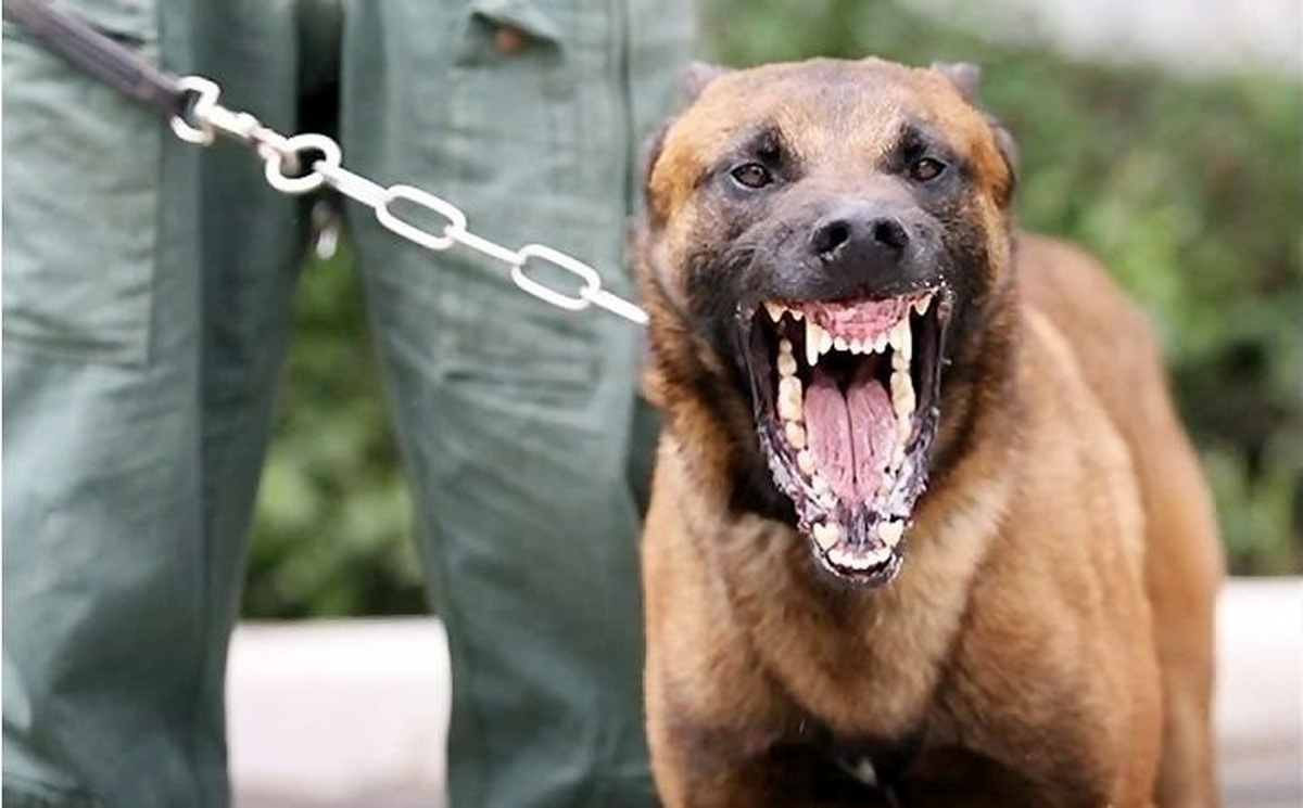 یک سگ هار ۲۲ نفر را راهی بیمارستان کرد