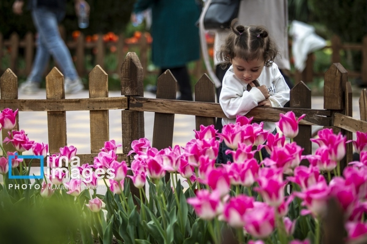 جشنواره لالهها در کرج جشنواره لالهها در کرج
