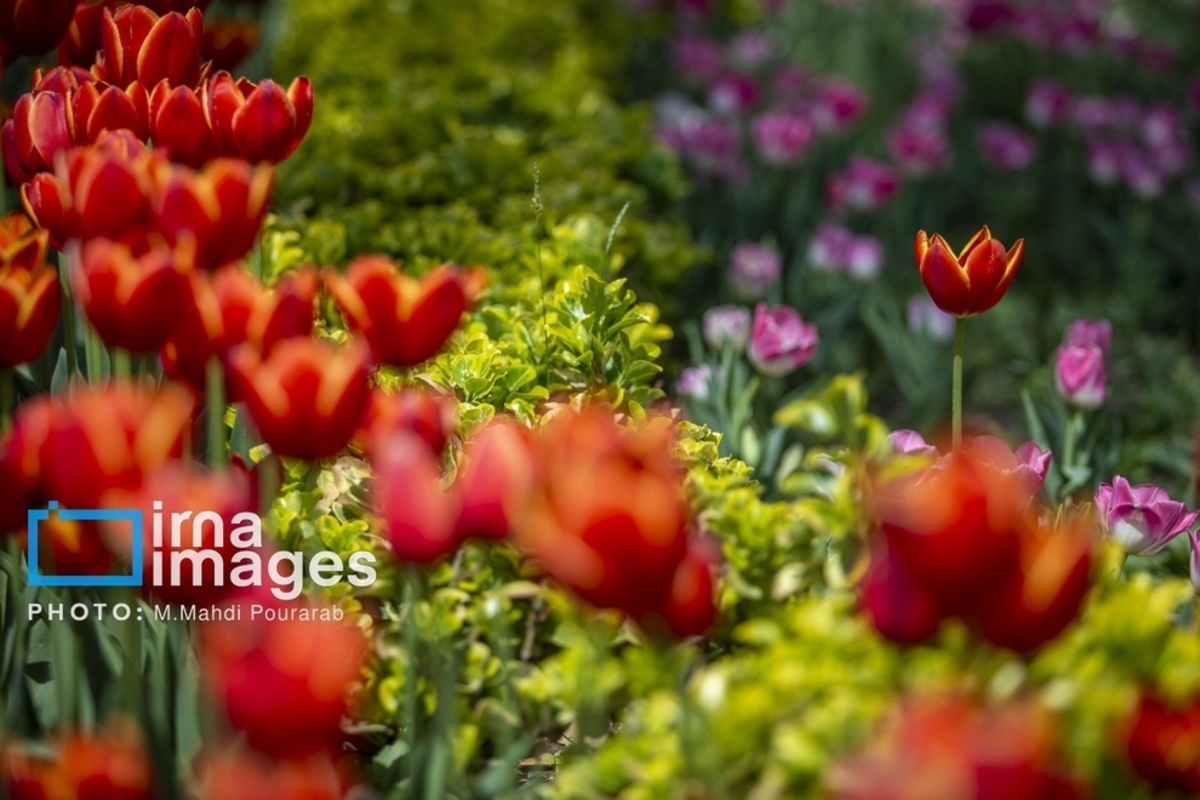 جشنواره لالهها در کرج جشنواره لالهها در کرج