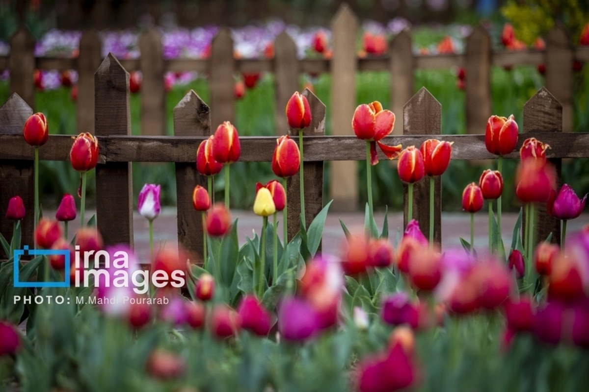 جشنواره لالهها در کرج جشنواره لالهها در کرج