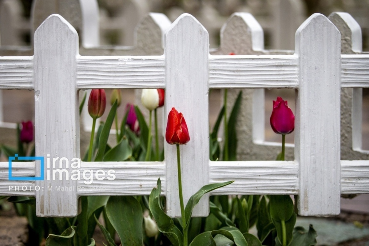 جشنواره لالهها در کرج جشنواره لالهها در کرج