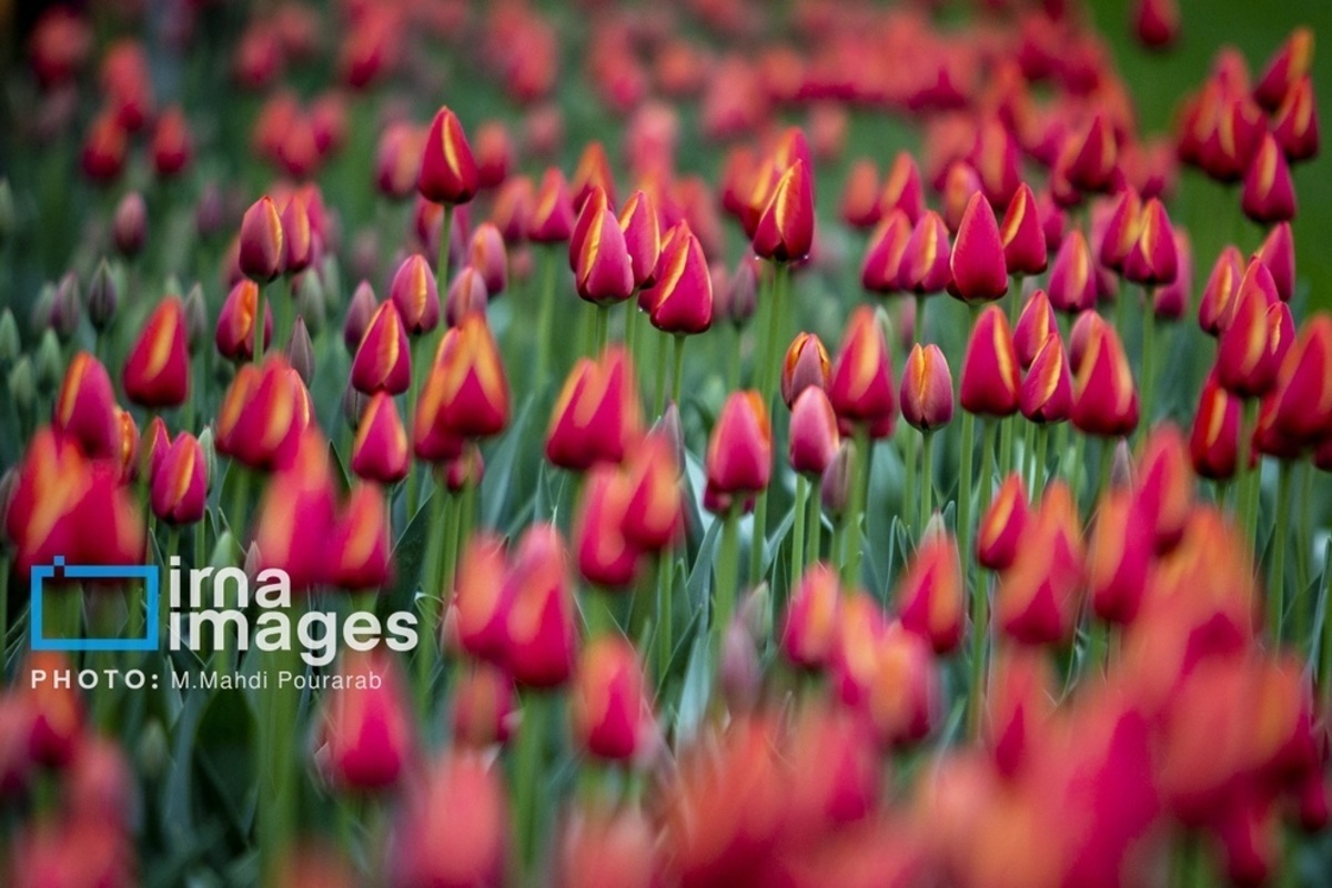 جشنواره لالهها در کرج جشنواره لالهها در کرج