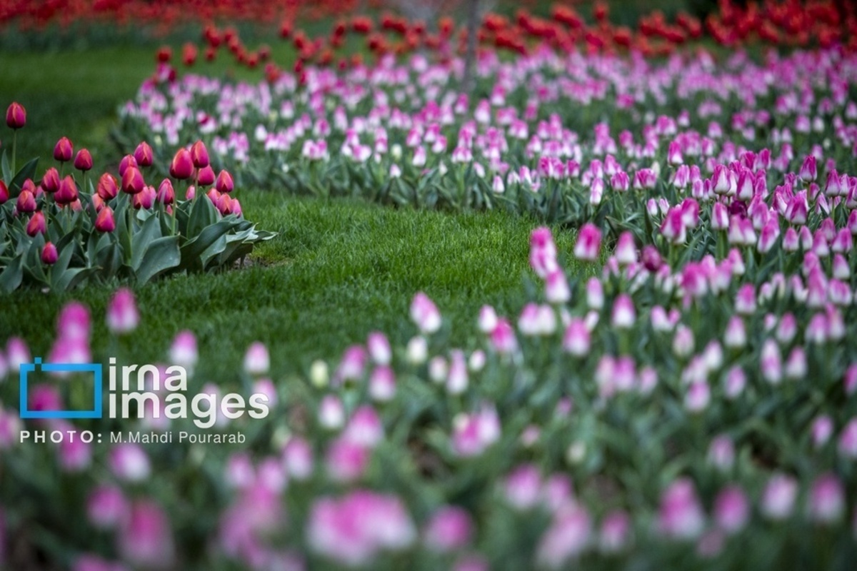 جشنواره لالهها در کرج جشنواره لالهها در کرج