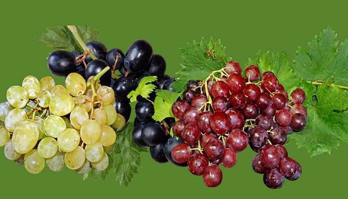 خواص بی‌نظیر مصرف انگور