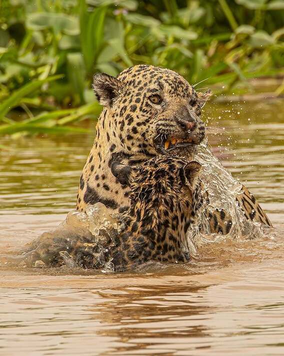 بازی جگوار با توله خود در رودخانه