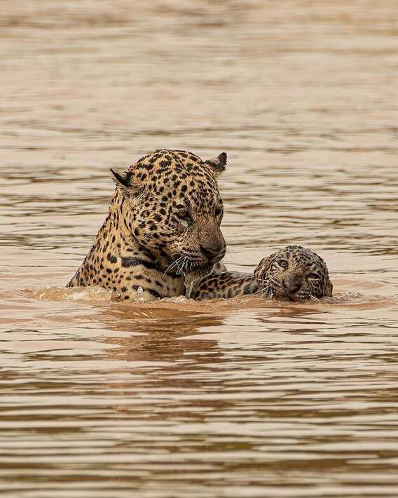 بازی جگوار با توله خود در رودخانه