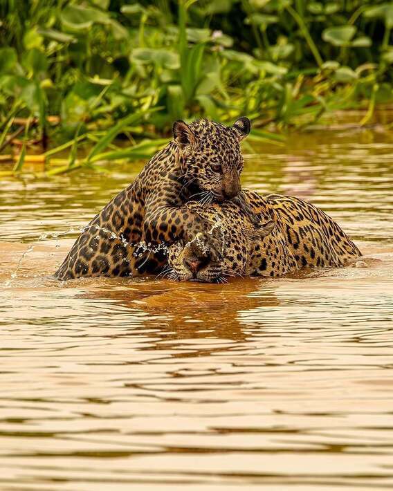 بازی جگوار با توله خود در رودخانه