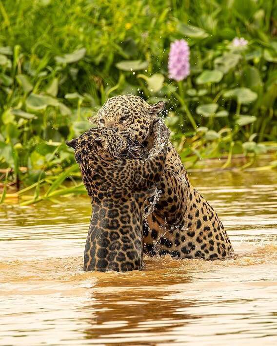 بازی جگوار با توله خود در رودخانه