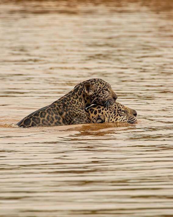 بازی جگوار با توله خود در رودخانه