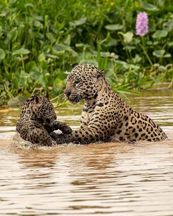 بازی جگوار با توله خود در رودخانه