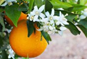 با خواص بهار نارنج آشنا شوید