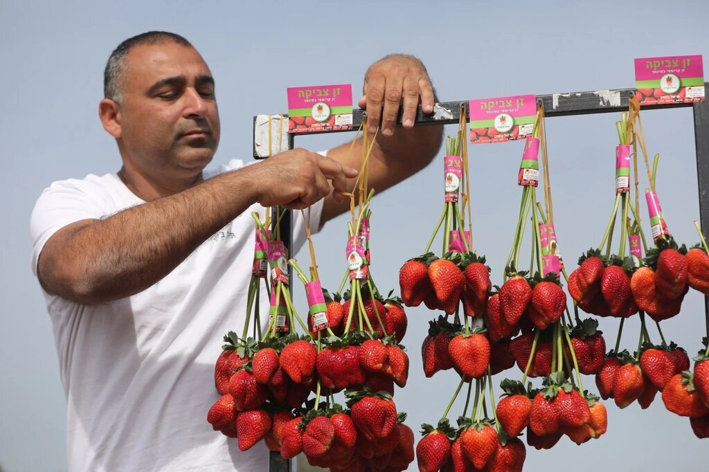 توت فرنگی‌های درشت موجود در بازار سمی و ناسالم هستند؟