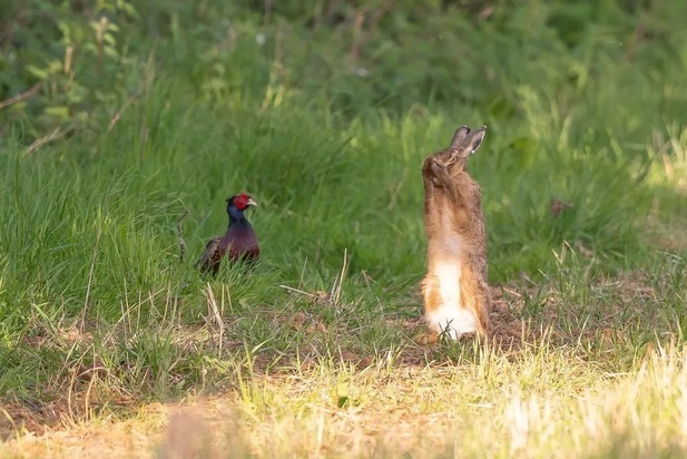 تصاویر دیدنی و بامزه از حیات وحش