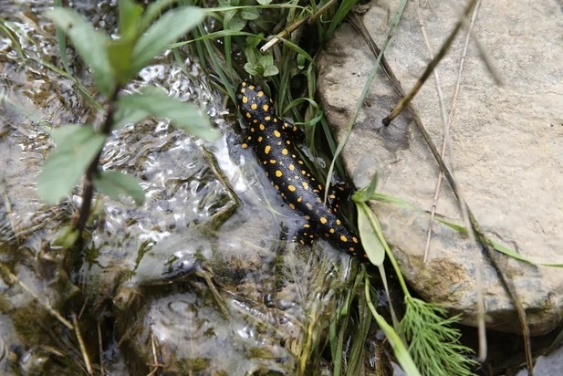 تصاویر دیدنی و بامزه از حیات وحش