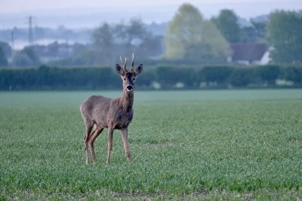 تصاویر دیدنی و بامزه از حیات وحش