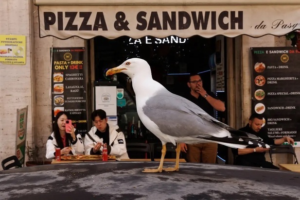 تصاویر دیدنی و بامزه از حیات وحش