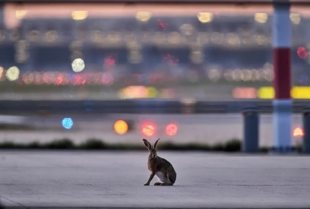 تصاویر دیدنی و بامزه از حیات وحش