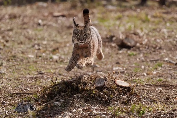 تصاویر دیدنی و بامزه از حیات وحش