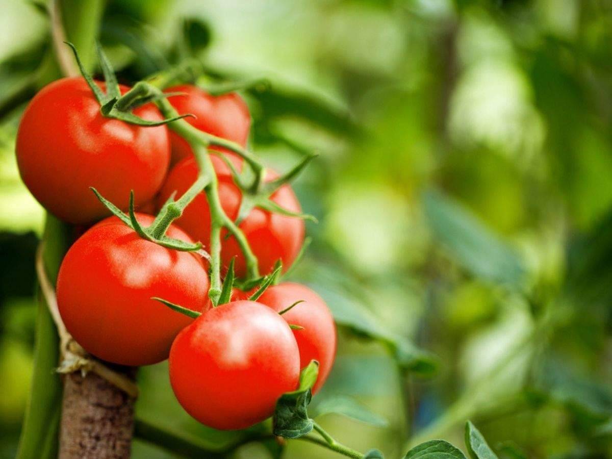 مصرف گوجه‌فرنگی می‌تواند جلوی افزایش وزن را بگیرد