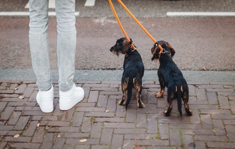 نگهداری حیوانات خانگی