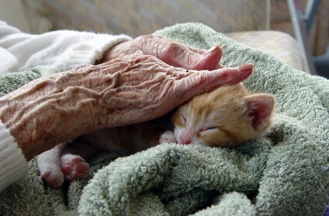 نگهداری حیوانات خانگی