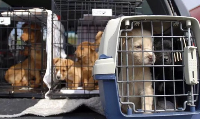 نگهداری حیوانات خانگی